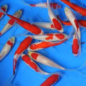 6 Pack of 4-5 inch Mixed Live sarasa, shubunkin, Apricot Comet Goldfish for Aquarium Fish Tank or koi Pond