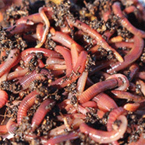 NaturesGoodGuys - Live Red Worms - 300 Red Wigglers