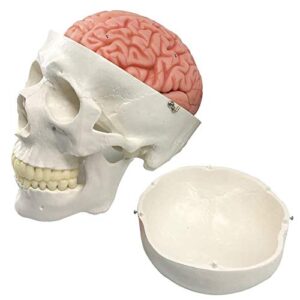 human skull and brain model, 11 parts, life size, anatomical human head model w/brain, human skull, for medical teaching learning, medical students and kids education display tool