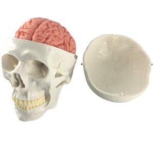 Human Skull and Brain Model, 11 Parts, Life Size, Anatomical Human Head Model W/Brain, Human Skull, for Medical Teaching Learning, Medical Students and Kids Education Display Tool