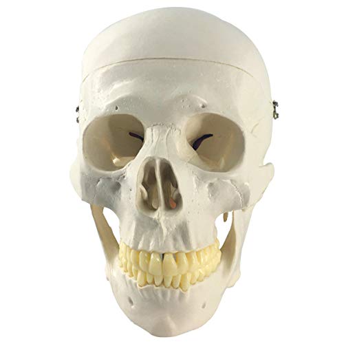 Human Skull and Brain Model, 11 Parts, Life Size, Anatomical Human Head Model W/Brain, Human Skull, for Medical Teaching Learning, Medical Students and Kids Education Display Tool