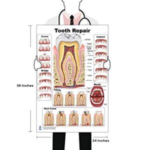 Tooth Repair Poster, Chart (PVC, Large 24x36)