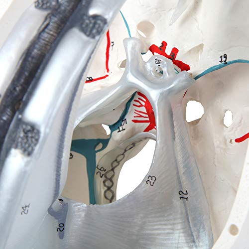 Axis Scientific 3-Part Human Skull Model, Life Size Numbered Replica Features Dura Mater, Blood Vessel Pathways, and Sinus Cavities