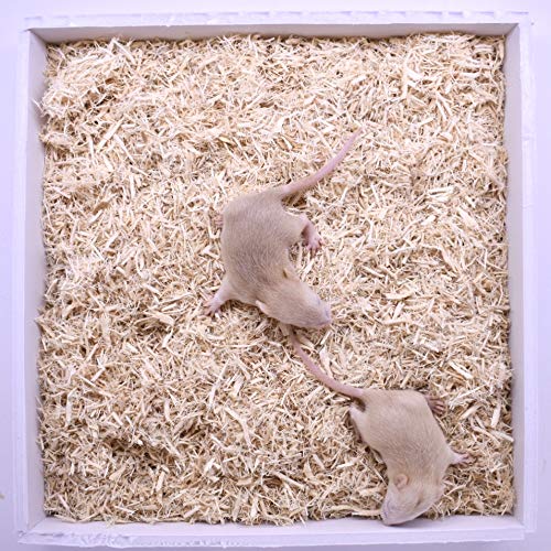 MiceDirect 40 Pup Frozen Feeder Rats Food for Adult Corn Snakes Juvenile & Adult Ball Pythons Lizards & Birds of Prey