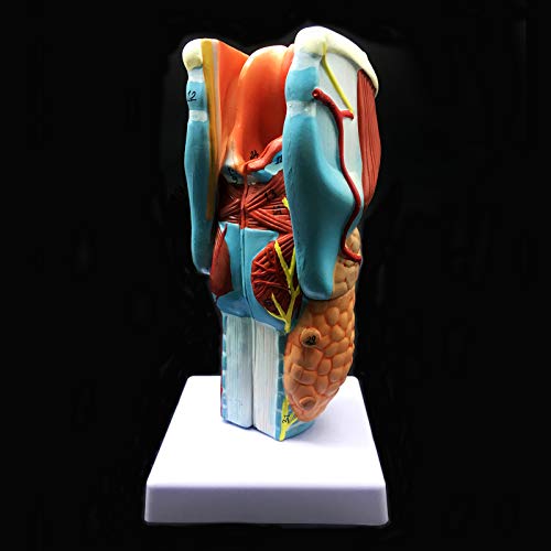 2X Enlarged Human Throat Model, Anatomically Accurate Throat Model Human Throat Anatomy for Science Classroom Study Display Teaching Medical Model