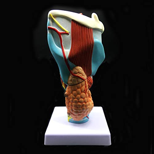 2X Enlarged Human Throat Model, Anatomically Accurate Throat Model Human Throat Anatomy for Science Classroom Study Display Teaching Medical Model