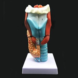 2X Enlarged Human Throat Model, Anatomically Accurate Throat Model Human Throat Anatomy for Science Classroom Study Display Teaching Medical Model