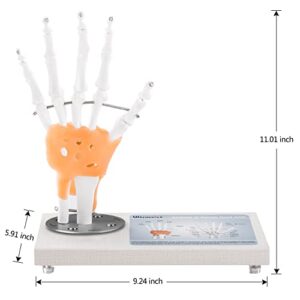 Ultrassist Human Hand Joint Model with Ligaments, Flexible 1:1 Scientific Life Size with 360° Rotatable Wooden Display Base, Includes Anatomy Diagram Best for Patient Education & Medical Training