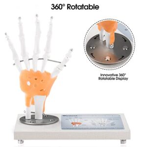 Ultrassist Human Hand Joint Model with Ligaments, Flexible 1:1 Scientific Life Size with 360° Rotatable Wooden Display Base, Includes Anatomy Diagram Best for Patient Education & Medical Training