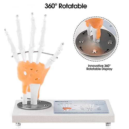 Ultrassist Human Hand Joint Model with Ligaments, Flexible 1:1 Scientific Life Size with 360° Rotatable Wooden Display Base, Includes Anatomy Diagram Best for Patient Education & Medical Training