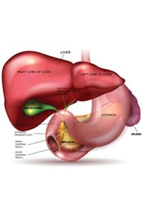 laminated liver stomach pancreas gallbladder spleen detailed anatomy educational chart poster dry erase sign 24x36