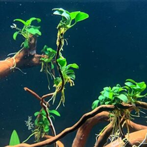 Greenpro Anubias Nana Potted Live Aquarium Plant Easy 100% Snail Free Guanteed