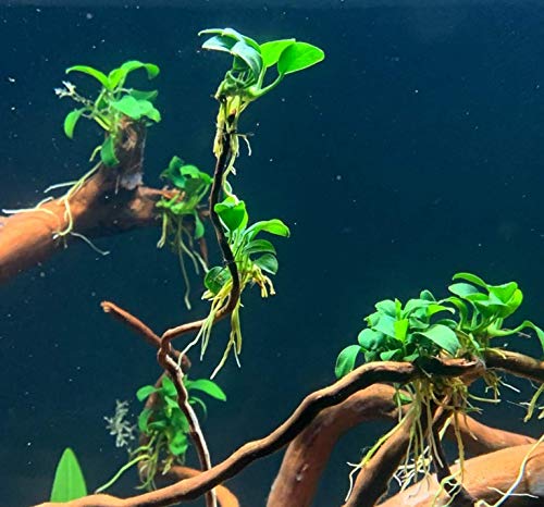 Greenpro Anubias Nana Potted Live Aquarium Plant Easy 100% Snail Free Guanteed