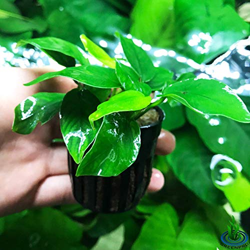 Greenpro Anubias Nana Potted Live Aquarium Plant Easy 100% Snail Free Guanteed