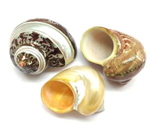 pepperlonely 3 pc natural large mixed turbo sea shells, hermit crab shells, 2 inch ~ 3 inch