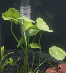 mainam whorled pennywort bunch hydrocotyle verticillata live aquarium plants 3 days live guaranteed for freshwater pond fish tank