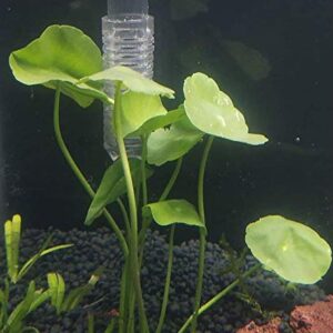 Mainam Whorled Pennywort Bunch Hydrocotyle Verticillata Live Aquarium Plants 3 Days Live Guaranteed for Freshwater Pond Fish Tank