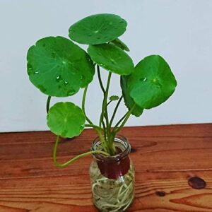 Mainam Whorled Pennywort Bunch Hydrocotyle Verticillata Live Aquarium Plants 3 Days Live Guaranteed for Freshwater Pond Fish Tank