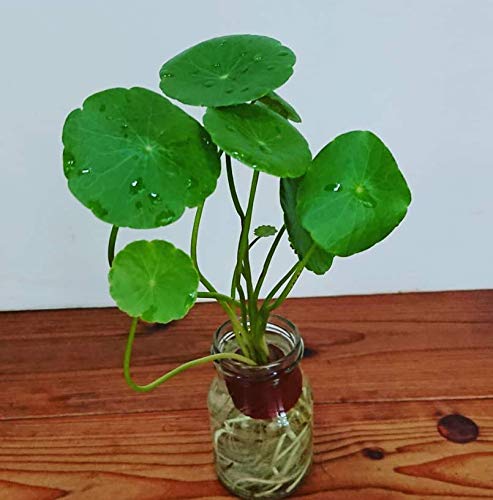 Mainam Whorled Pennywort Bunch Hydrocotyle Verticillata Live Aquarium Plants 3 Days Live Guaranteed for Freshwater Pond Fish Tank