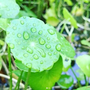 Mainam Whorled Pennywort Bunch Hydrocotyle Verticillata Live Aquarium Plants 3 Days Live Guaranteed for Freshwater Pond Fish Tank