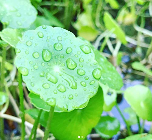 Mainam Whorled Pennywort Bunch Hydrocotyle Verticillata Live Aquarium Plants 3 Days Live Guaranteed for Freshwater Pond Fish Tank