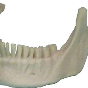 Life Size Model Human Skull Replica Natural Jaw Bone Mandible Life Size Business Name Card Holder