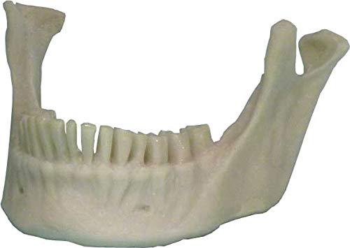 Life Size Model Human Skull Replica Natural Jaw Bone Mandible Life Size Business Name Card Holder