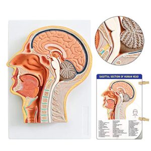 evotech scientific human relief median section head model, head and brain model, medical head brain neck median section study model, natural size, oral and nasal, larynx & pharynx model