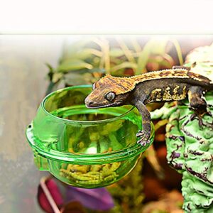 Reptile Feeder, Anti Escape Feeder Cups Transparent Worm Live Fodder Container for Lizard Gecko