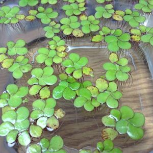 20+ giant duckweed, spirodela polyrhiza, livefloating plants for pond/aquarium