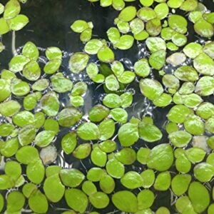 20+ Giant Duckweed, Spirodela polyrhiza, LiveFloating Plants for Pond/Aquarium