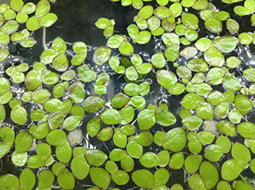 20+ Giant Duckweed, Spirodela polyrhiza, LiveFloating Plants for Pond/Aquarium