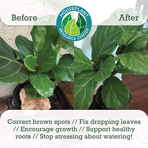 Premium Fiddle Leaf Fig Tree Potting Soil - Perfect for Indoor Plants