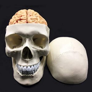 xindam human skull with brain anatomical model 8-part life-size anatomy for science classroom study display teaching medical model