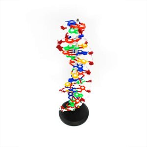 dna helix double molecular model by trademark scientific