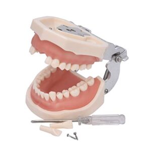 annwah dental typodont teeth model,completely detachable teeth model suitable for teaching,practice and study,come with a small screwdriver