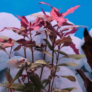 Mainam Alternanthera Reineckii VAR. Roseafolia Telanthera Freshwater Red Stem Live Aquarium Plant