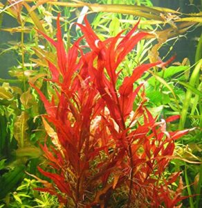 mainam alternanthera reineckii var. roseafolia telanthera freshwater red stem live aquarium plant