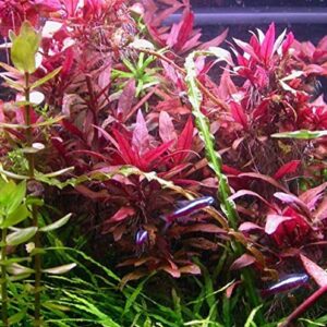 Mainam Alternanthera Reineckii VAR. Roseafolia Telanthera Freshwater Red Stem Live Aquarium Plant