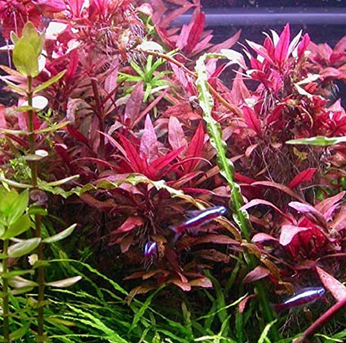 Mainam Alternanthera Reineckii VAR. Roseafolia Telanthera Freshwater Red Stem Live Aquarium Plant