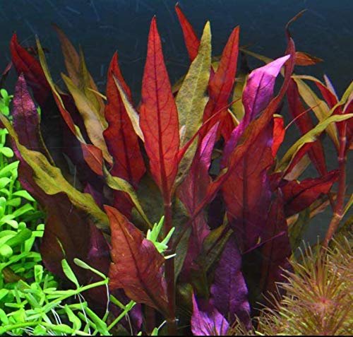 Mainam Alternanthera Reineckii VAR. Roseafolia Telanthera Freshwater Red Stem Live Aquarium Plant