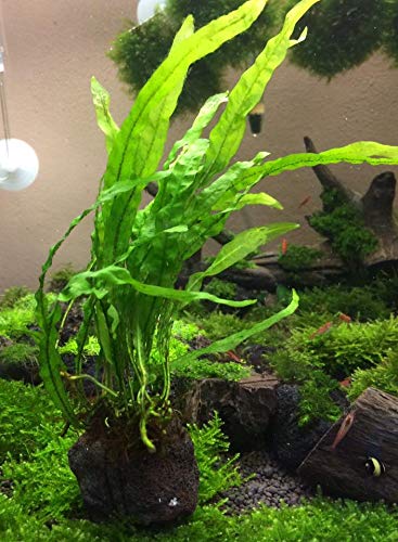 Mainam Java Fern Planted on Driftwood Microsorum Pteropus Freshwater Easy Low Light Live Aquarium Plant Decorations 3 Days Guarantee