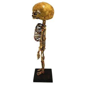 Asylum Zone Vintage Triclops 3-Eyed Baby Fetus Skeleton Fetal Specimen Oddity