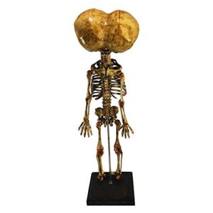 Asylum Zone Vintage Triclops 3-Eyed Baby Fetus Skeleton Fetal Specimen Oddity