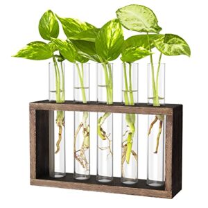 ivolador wall mounted hanging plants terrarium test tube flower bud tabletop glass wooden stand with 5 test tube perfect for propagating hydroponic plants home garden wedding decoration