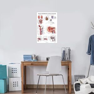 Palace Learning 2 Pack Male & Female Reproductive System Anatomical Charts - Male & Female Anatomy Poster Set - 18" x 24"