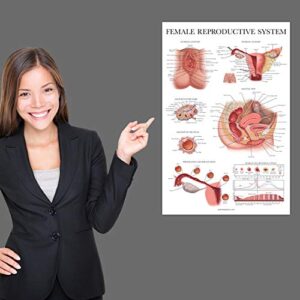 Palace Learning 2 Pack Male & Female Reproductive System Anatomical Charts - Male & Female Anatomy Poster Set - 18" x 24"