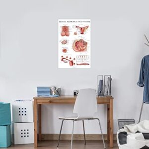 Palace Learning 2 Pack Male & Female Reproductive System Anatomical Charts - Male & Female Anatomy Poster Set - 18" x 24"