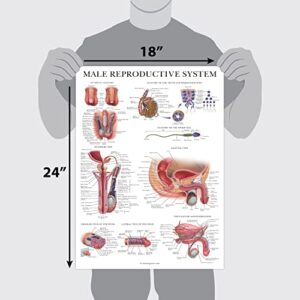 Palace Learning 2 Pack Male & Female Reproductive System Anatomical Charts - Male & Female Anatomy Poster Set - 18" x 24"