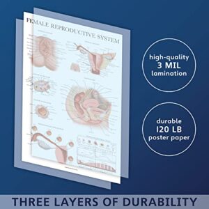 Palace Learning 2 Pack Male & Female Reproductive System Anatomical Charts - Male & Female Anatomy Poster Set - 18" x 24"